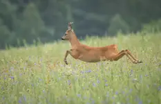 Koziołek