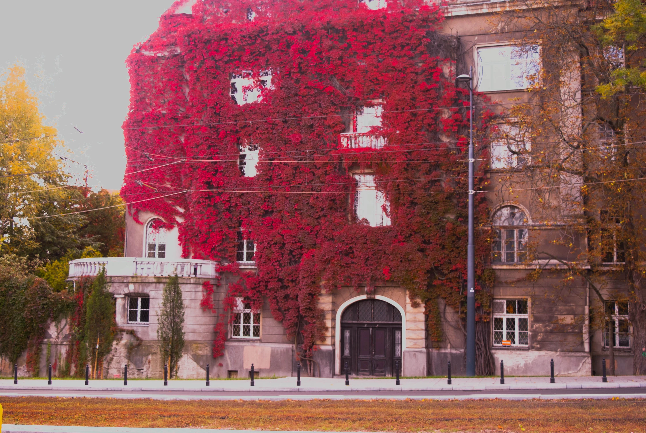 Bluszcz-5