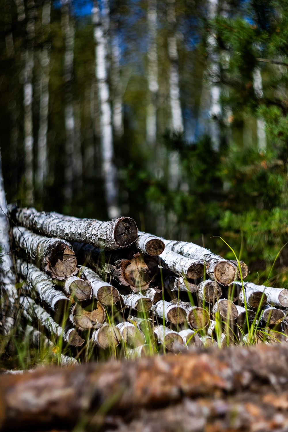 wspomnienie letniego dnia w lesie 