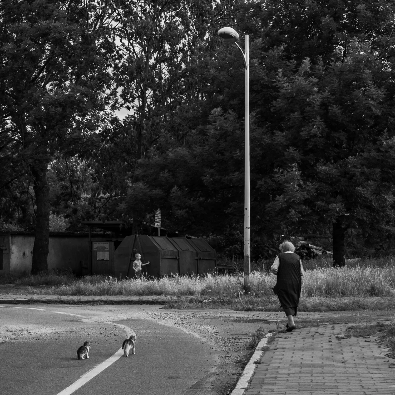 Koty i miasto