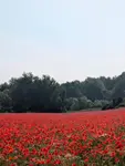 1000014819