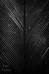 Symetria