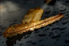 Listek