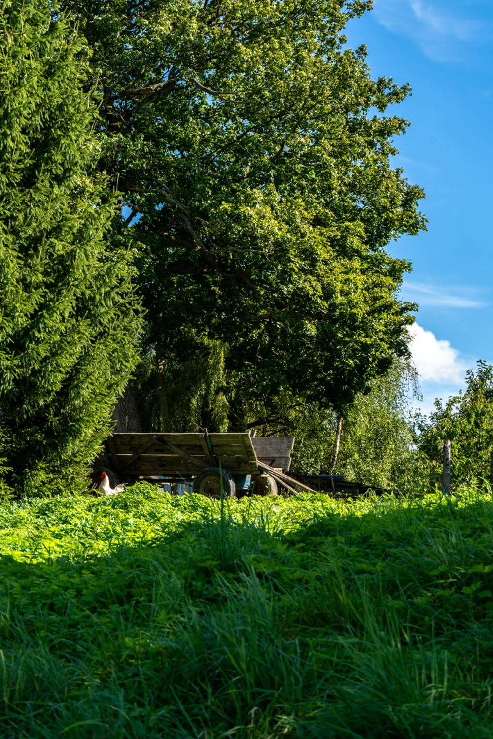 Sielskie popołudnie