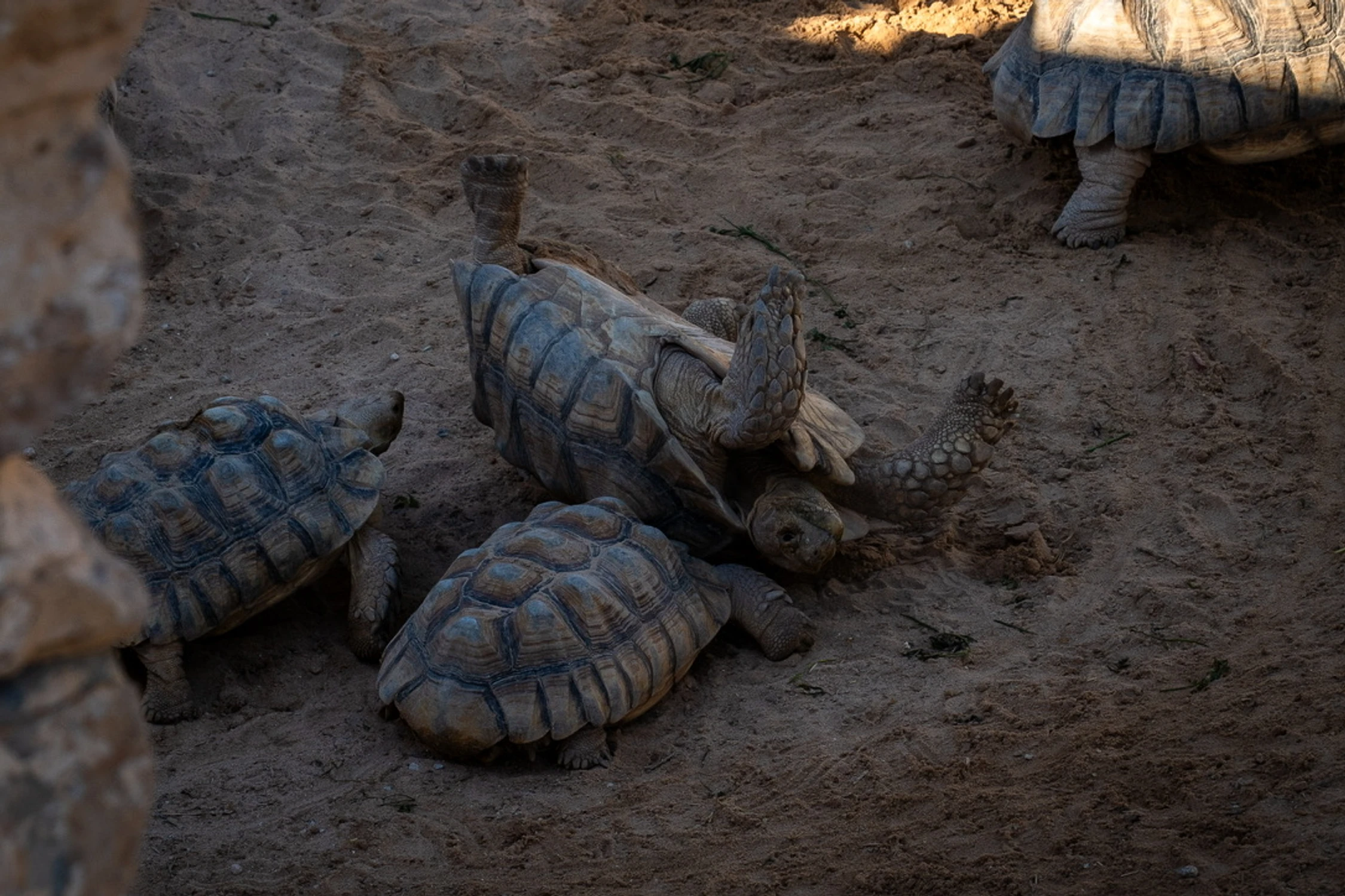 Niespieszne zamieszanie
