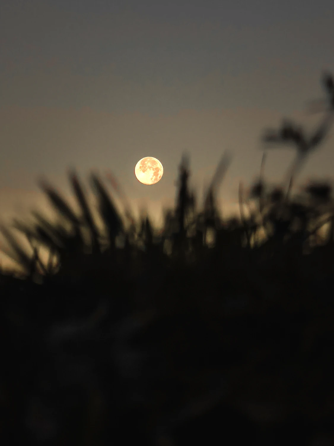 Ostatnie chwile Księżyca przed porankiem