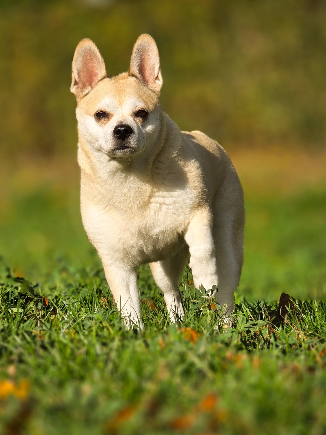 Mały wojownik, duże uszy