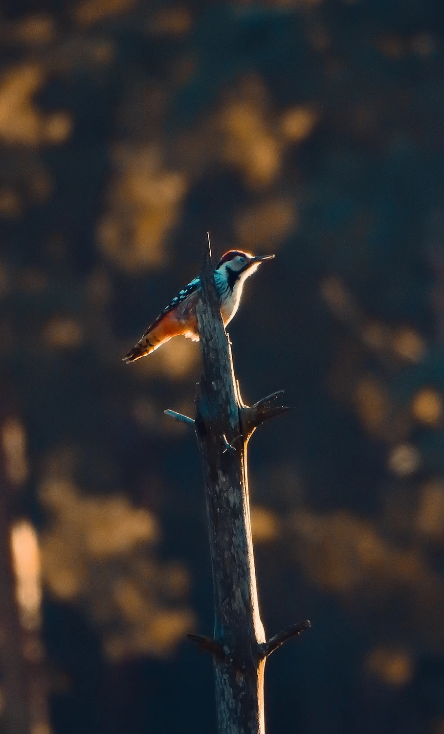 Dziecioł białogrzbiety 