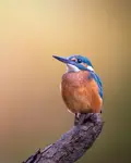 Jesienny zimorodek 