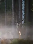 Jeleń w gęstej mgle