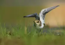 sieweczka skrzydlata 2