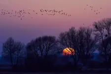 Wiosenne przeloty ptaków