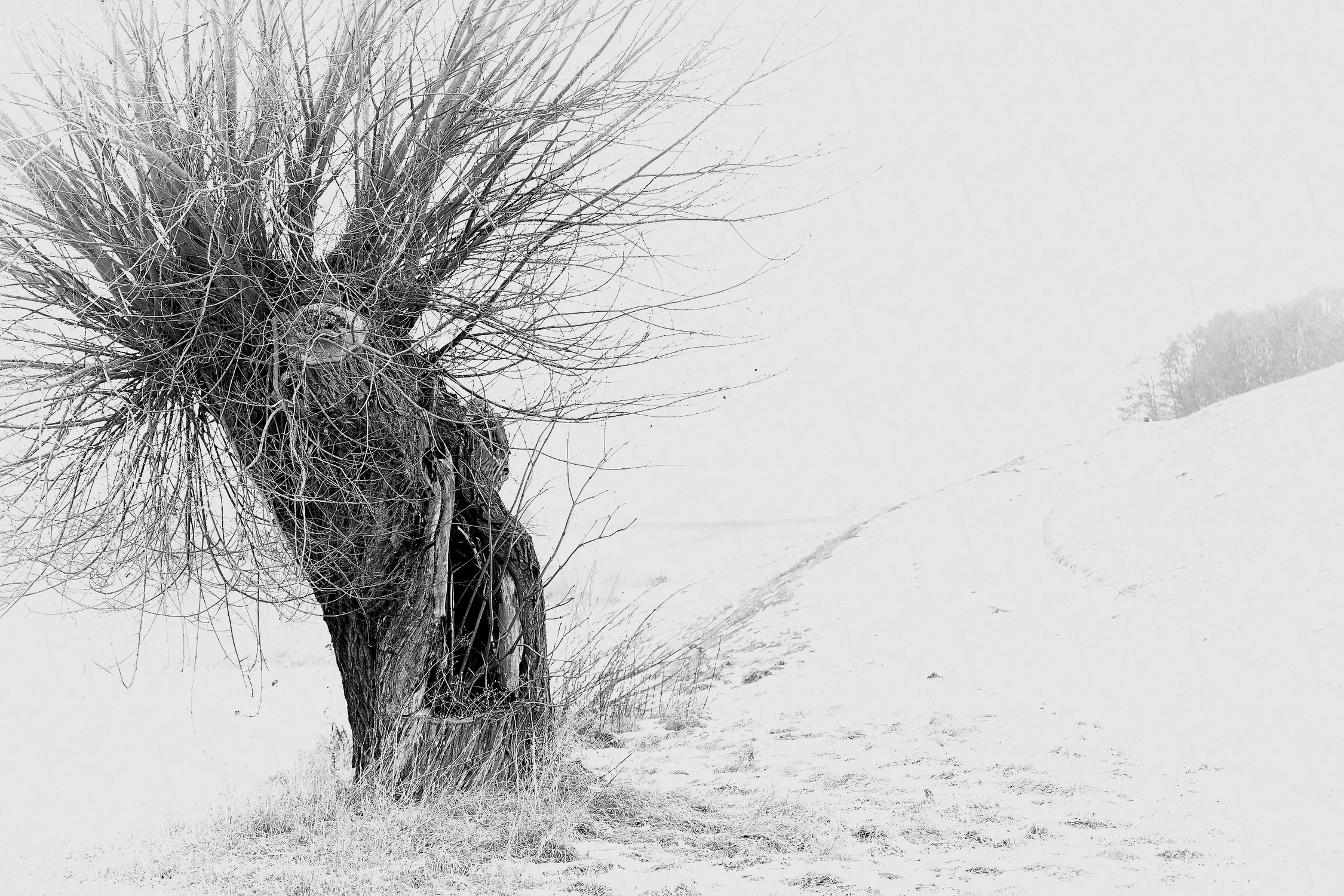 Wierzbą i piórkiem