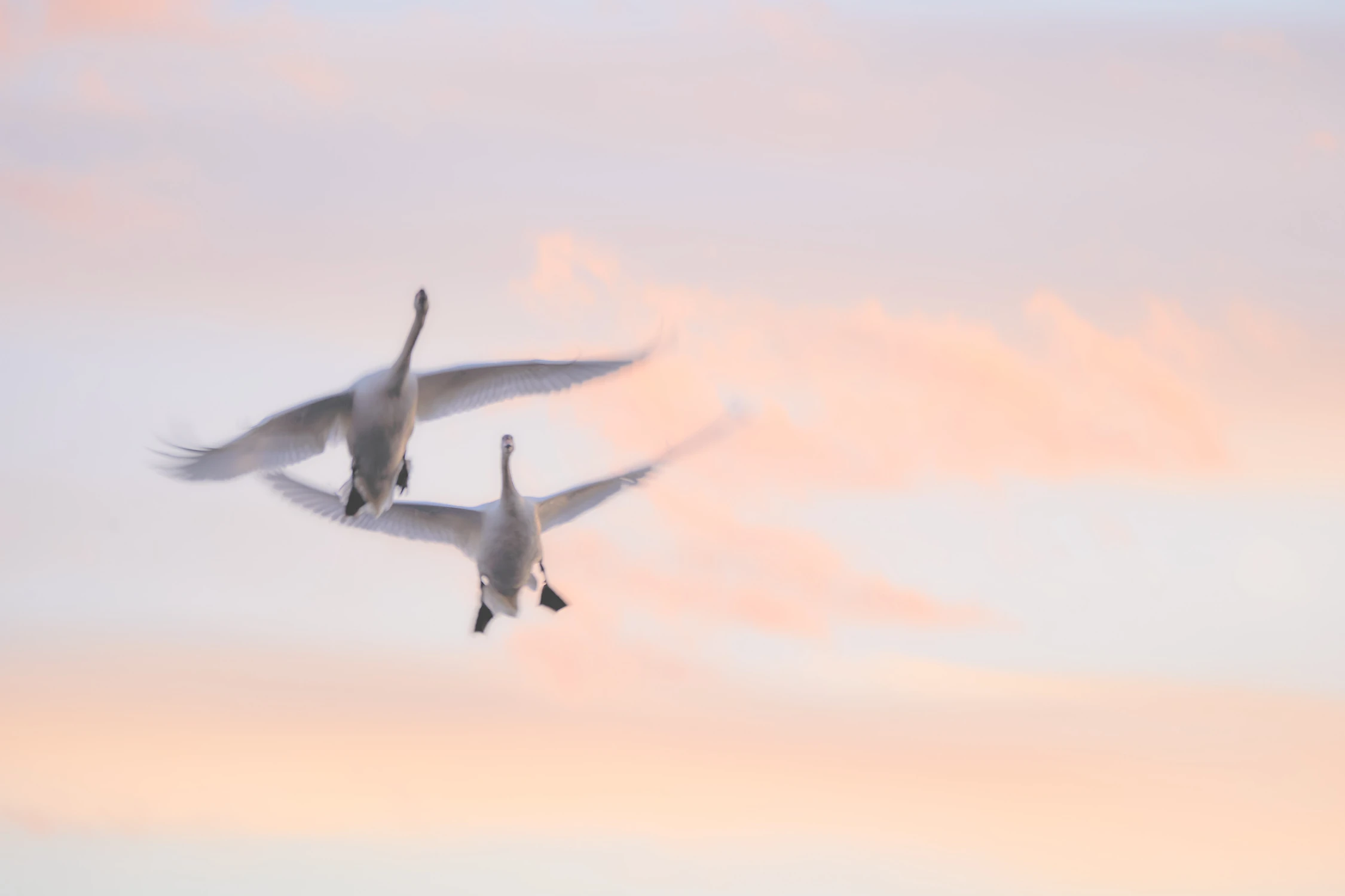 Para szalonych lotników