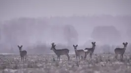 W szarości dnia zimowego