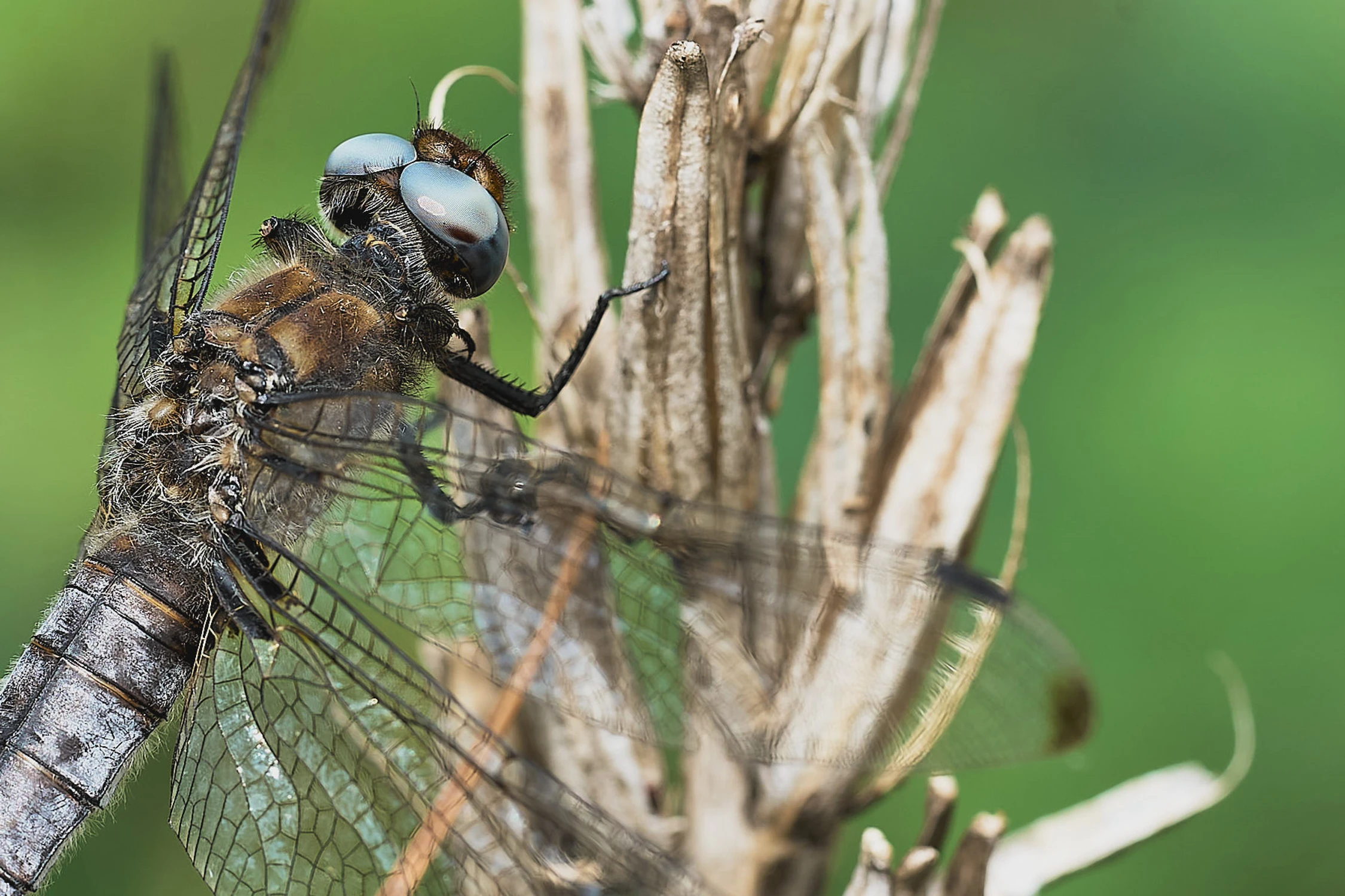 Ważka ruda, Libellula fulva