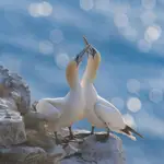 Love comes on the wings