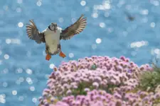 Summer comes on the wings