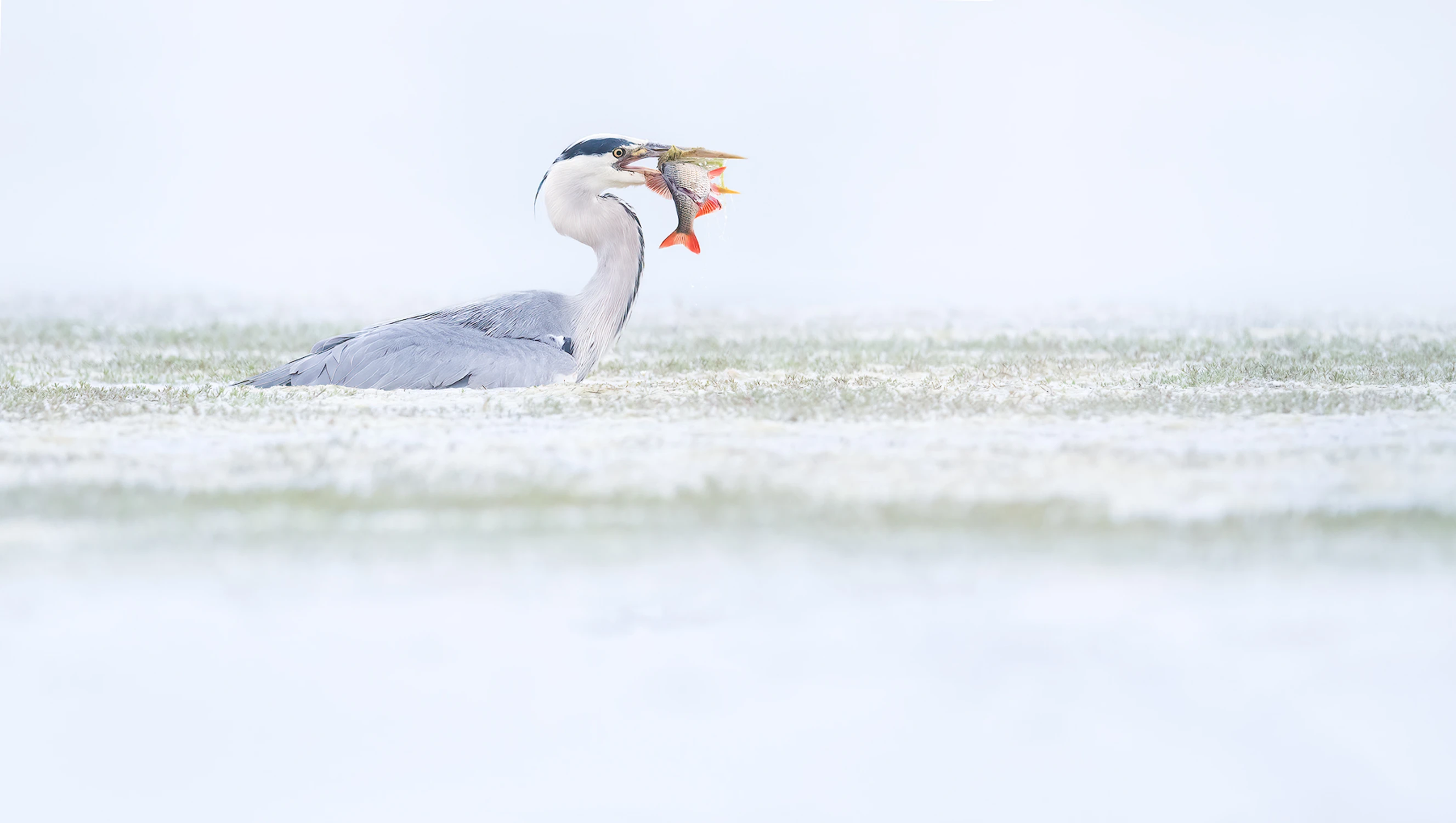 Polowanie na jawie...