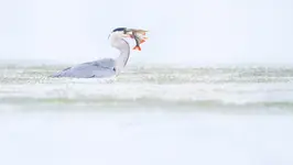 Polowanie na jawie...