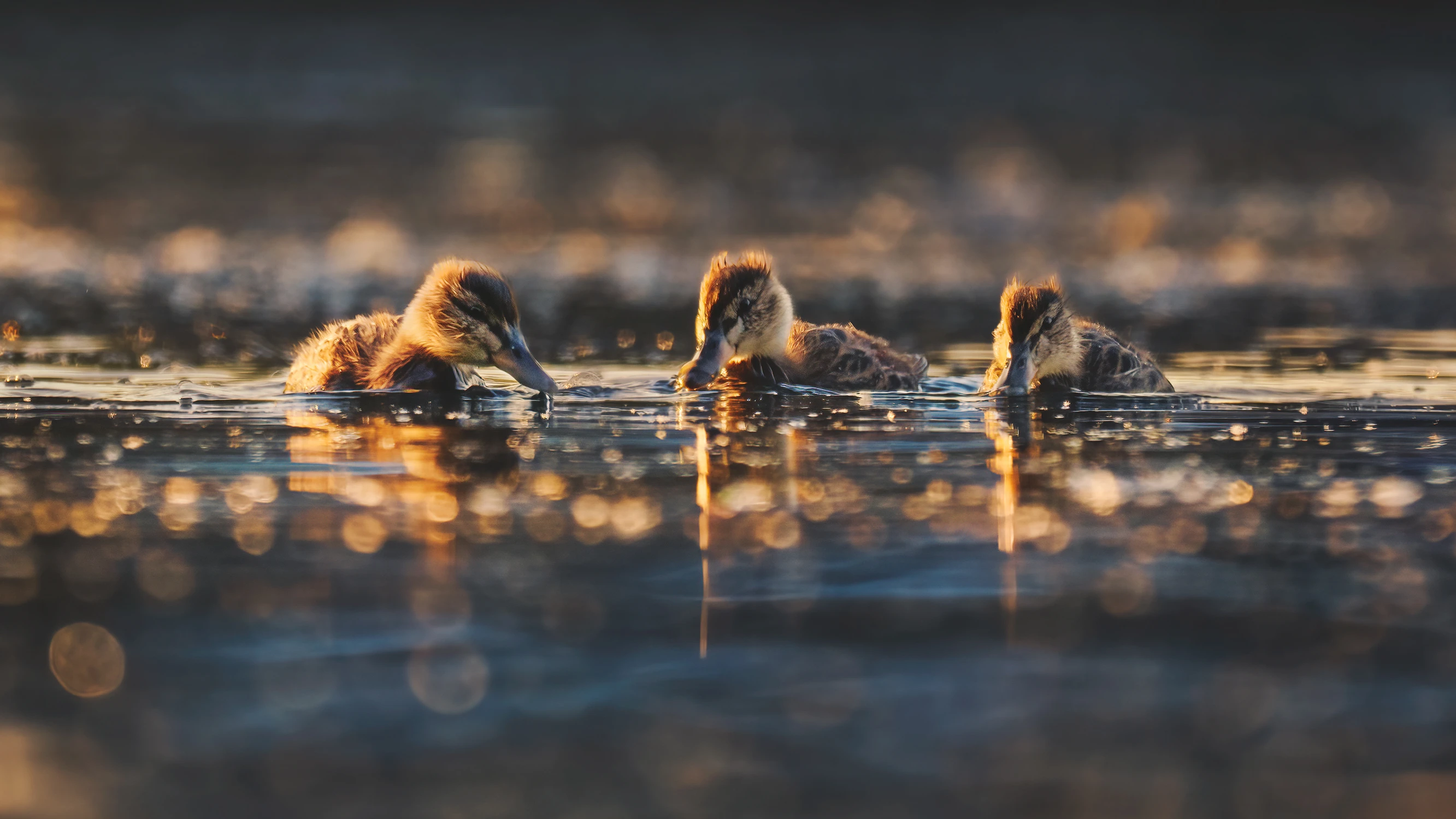 Trzech muszkieterów