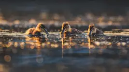 Trzech muszkieterów