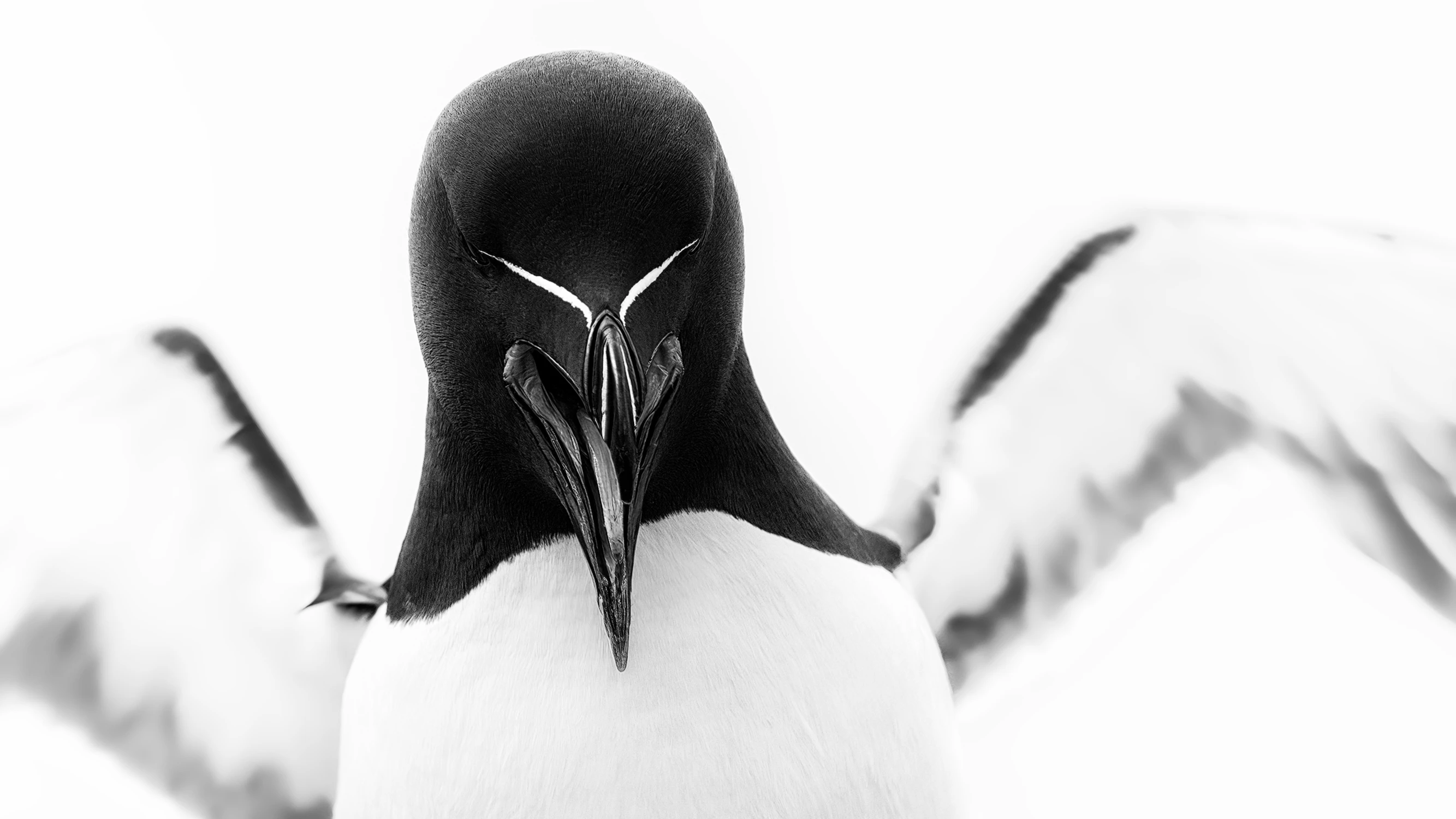 Razorbill