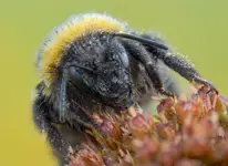 Bombus
