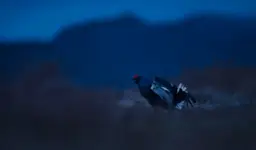 Na granicy nocy i dnia