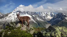 KOZIOROŻEC DZIECIAK