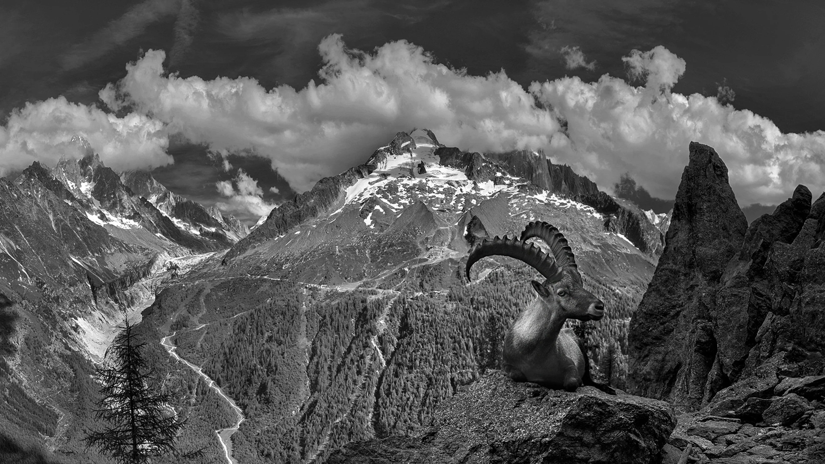 Ibex