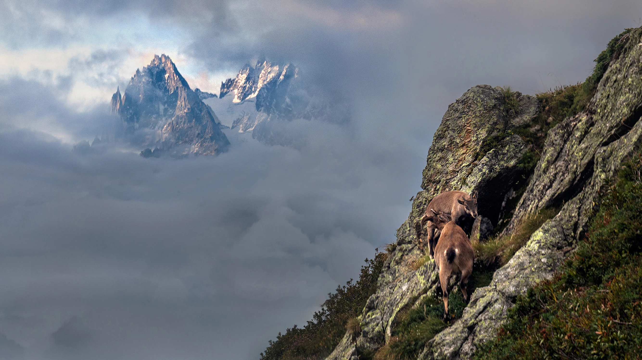 Schadzka na Szczycie.