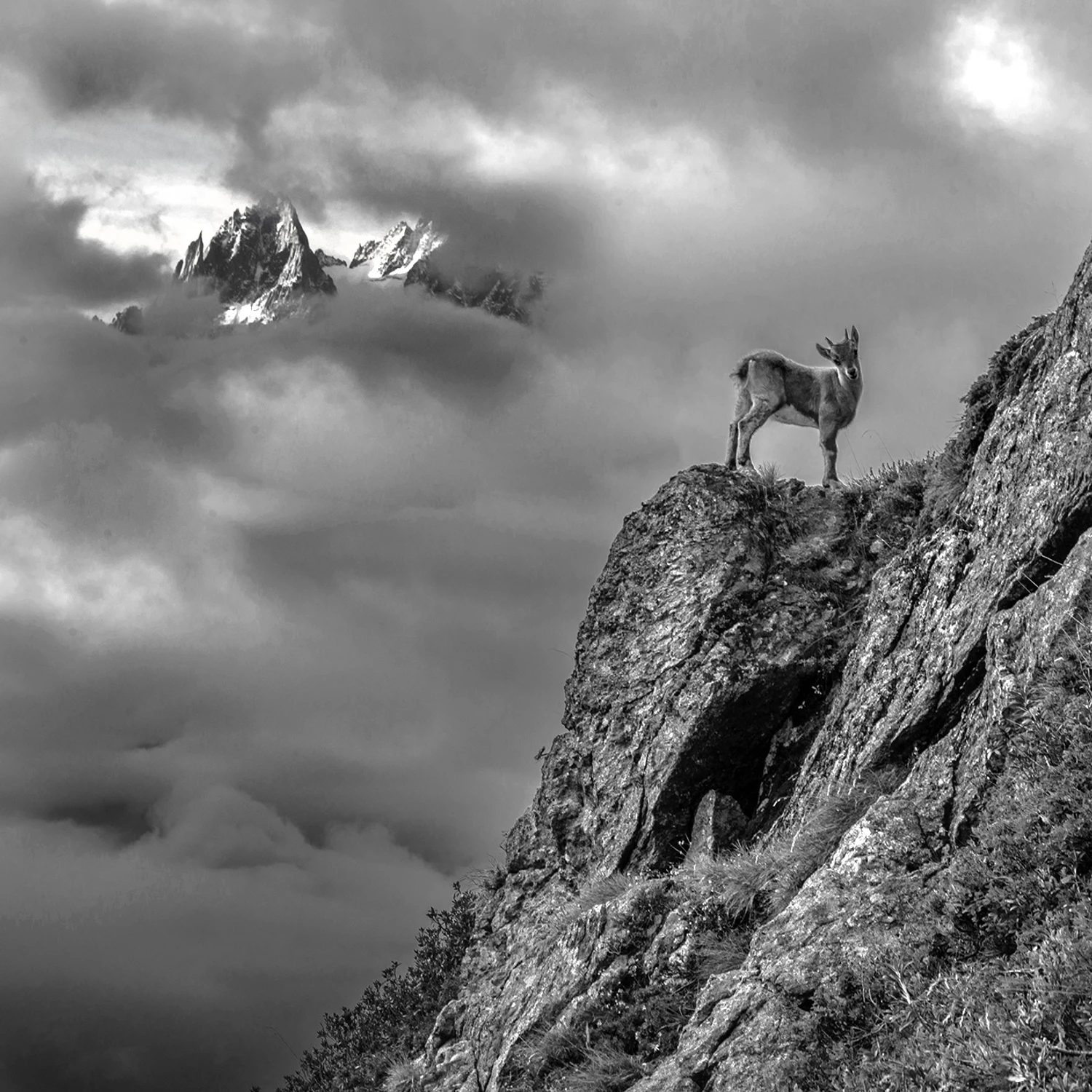 Ibex