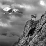 Ibex