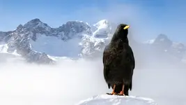 Wieszczek, Breithorn i mały Matterhorn