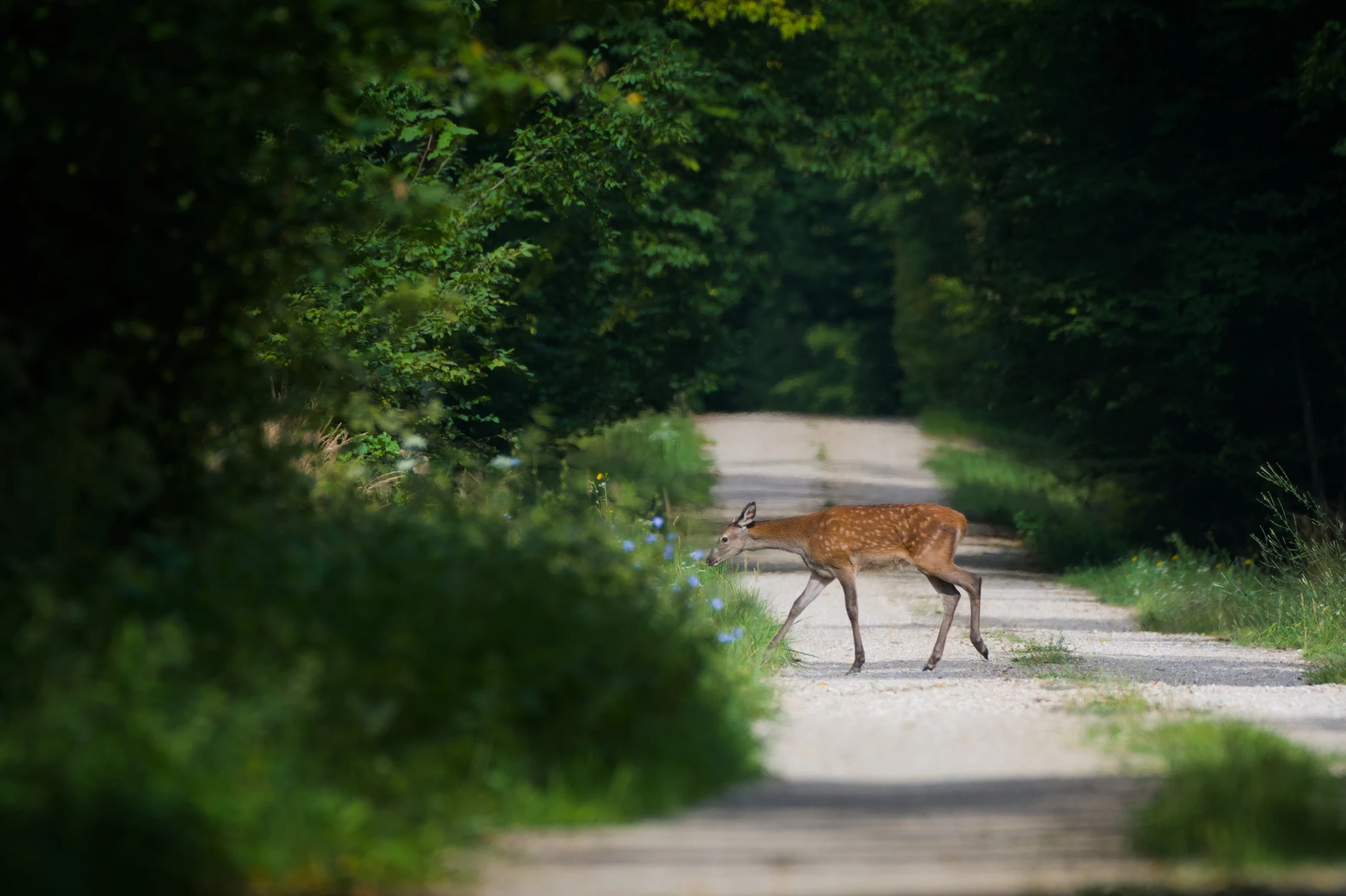 Bambi