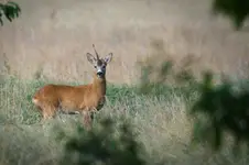 Jednorożec? 