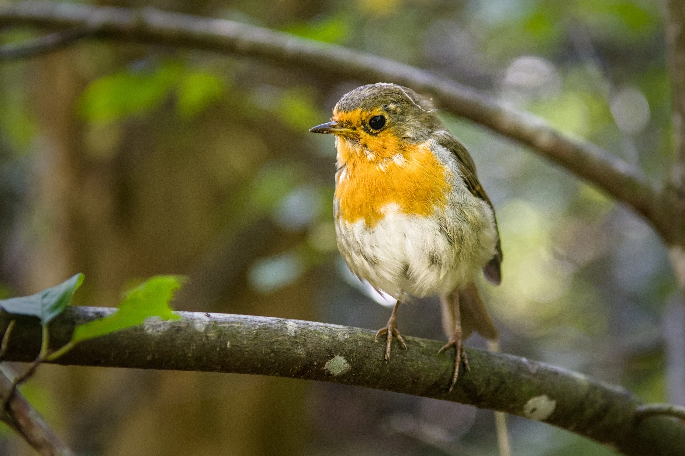 Ciekawski rudzik z białym włosem
