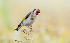 Wyżej się nie da 