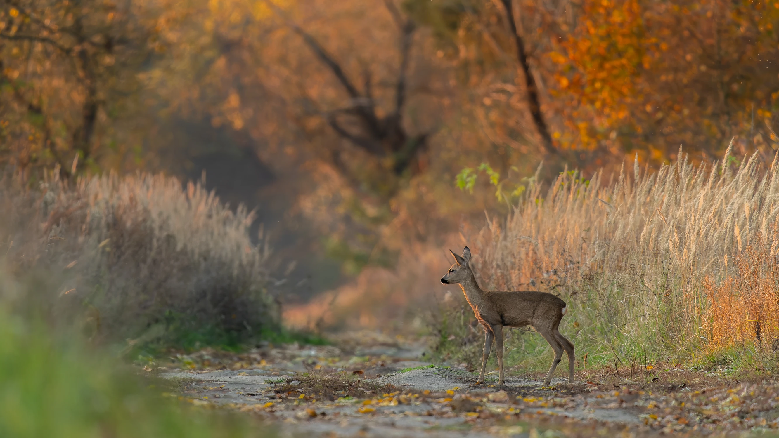 Z lasu w pole, ja chromolę
