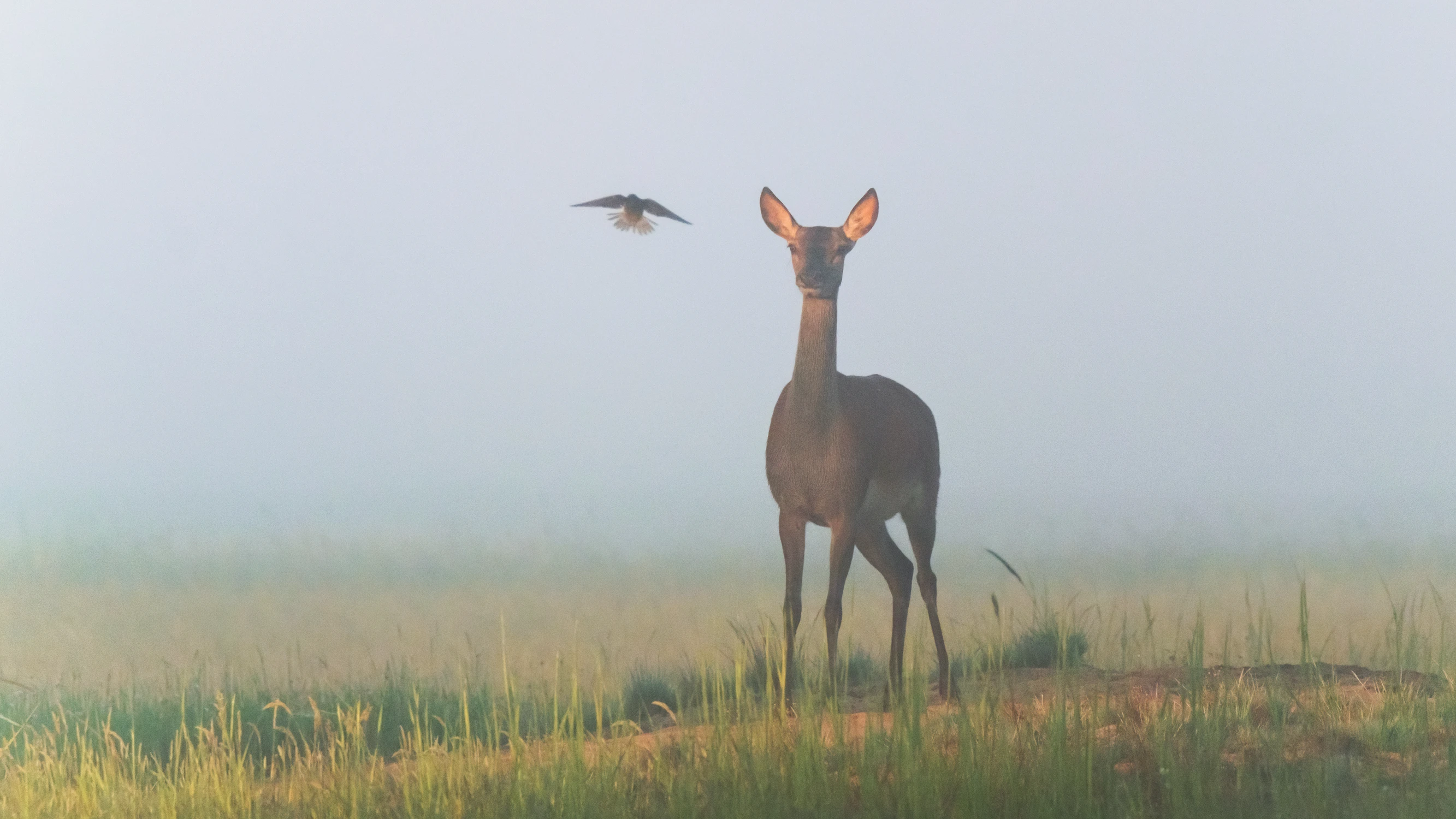 Ja i ptak - chyba szpak