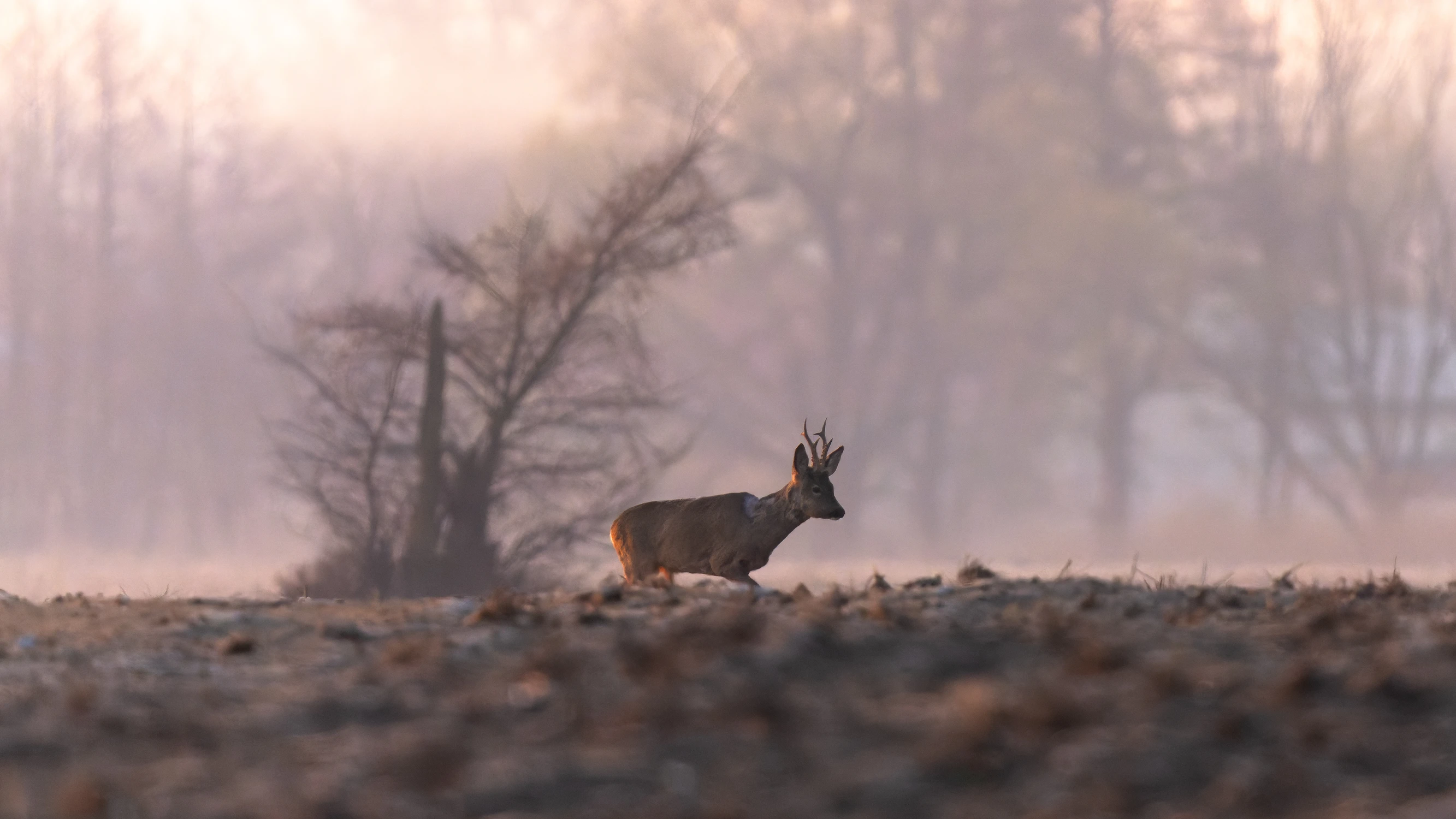 Kozioł to nie ma lekko