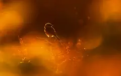 Gąsiorek w pomarańczach