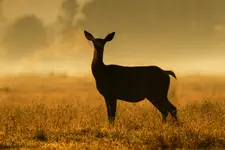 Palę, ale się nie zaciągam 