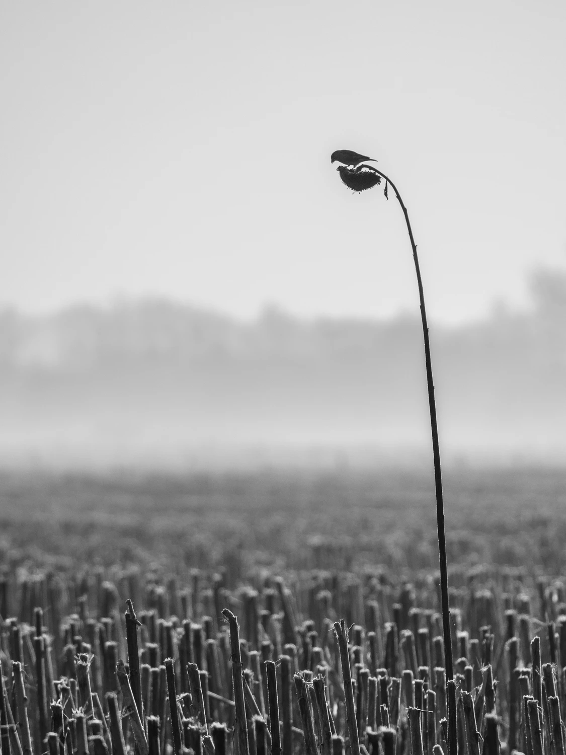 Poszukiwacz ostatniego ziarenka 