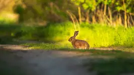 Jaśnie oświecony 