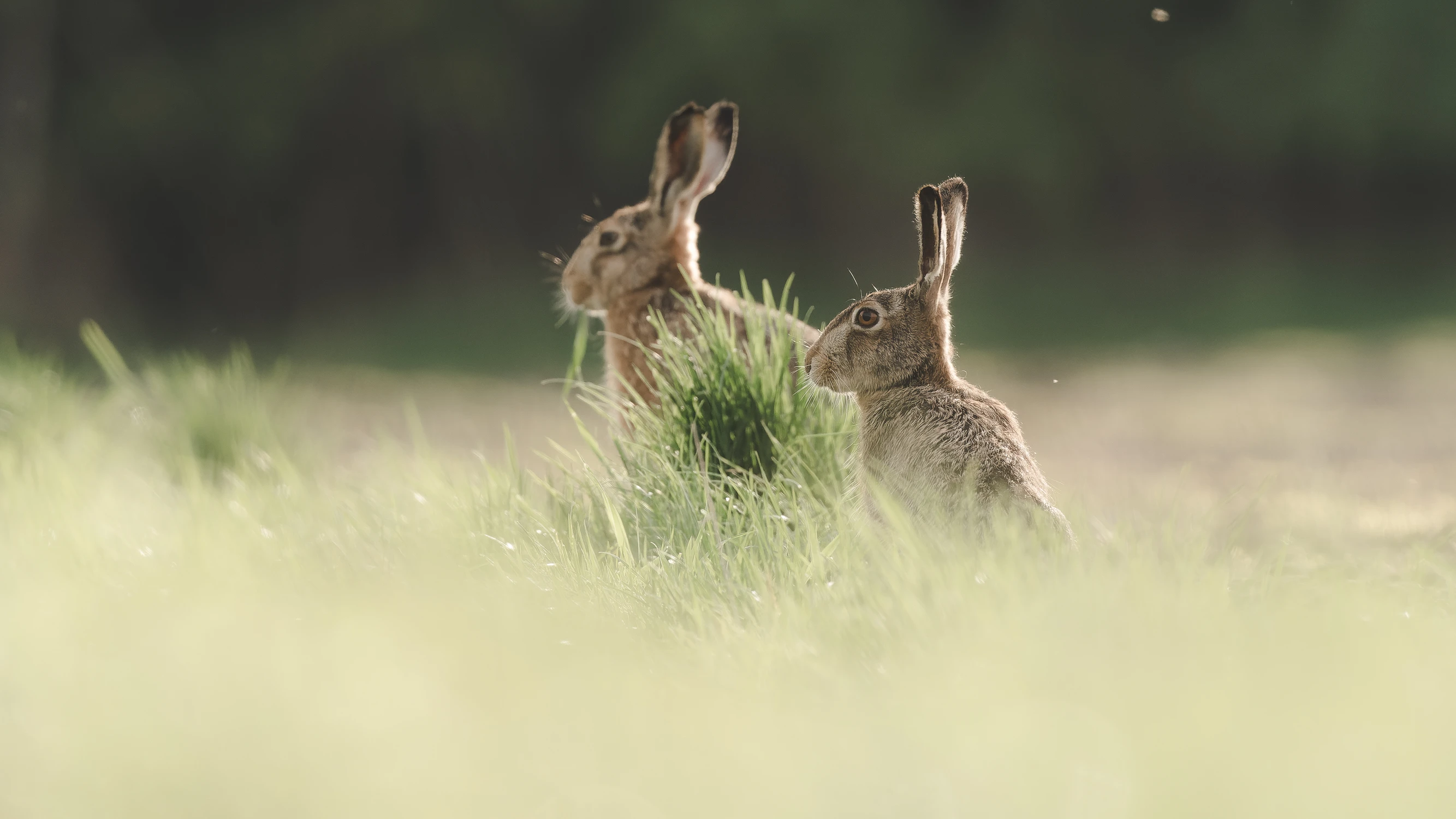 Ktoś patrzy ktoś je 