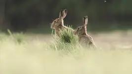 Ktoś patrzy ktoś je 