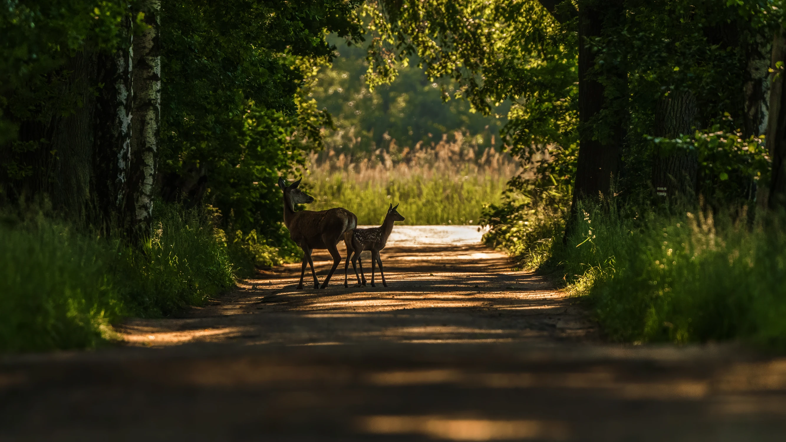 Njajpierw w lewo, później w prawo i znów w lewo