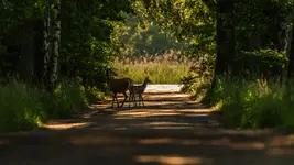 Njajpierw w lewo, później w prawo i znów w lewo